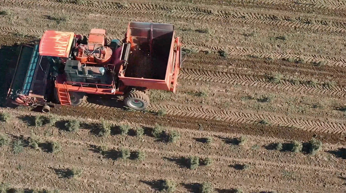 Soil to Oil Phase IV: Harvesting