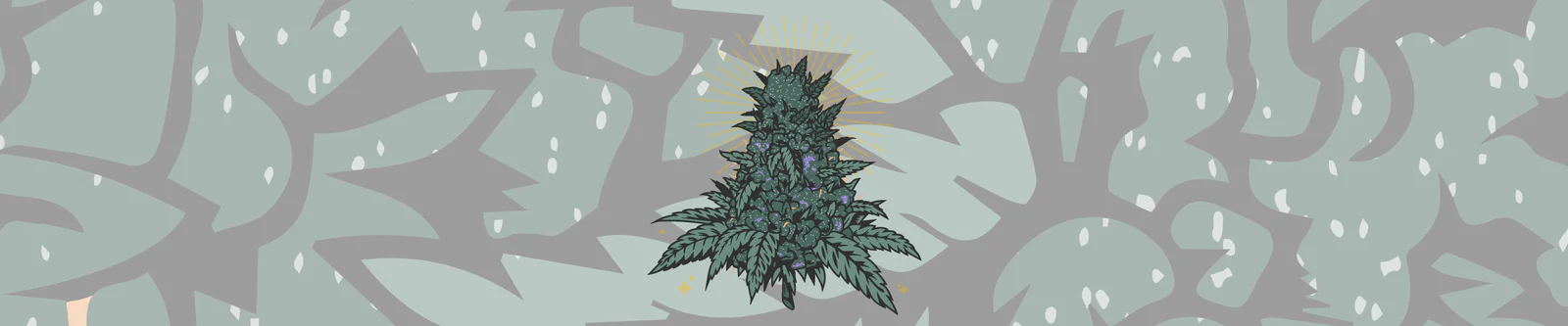 The Anatomy of the Cannabis Plant: A Simple Breakdown