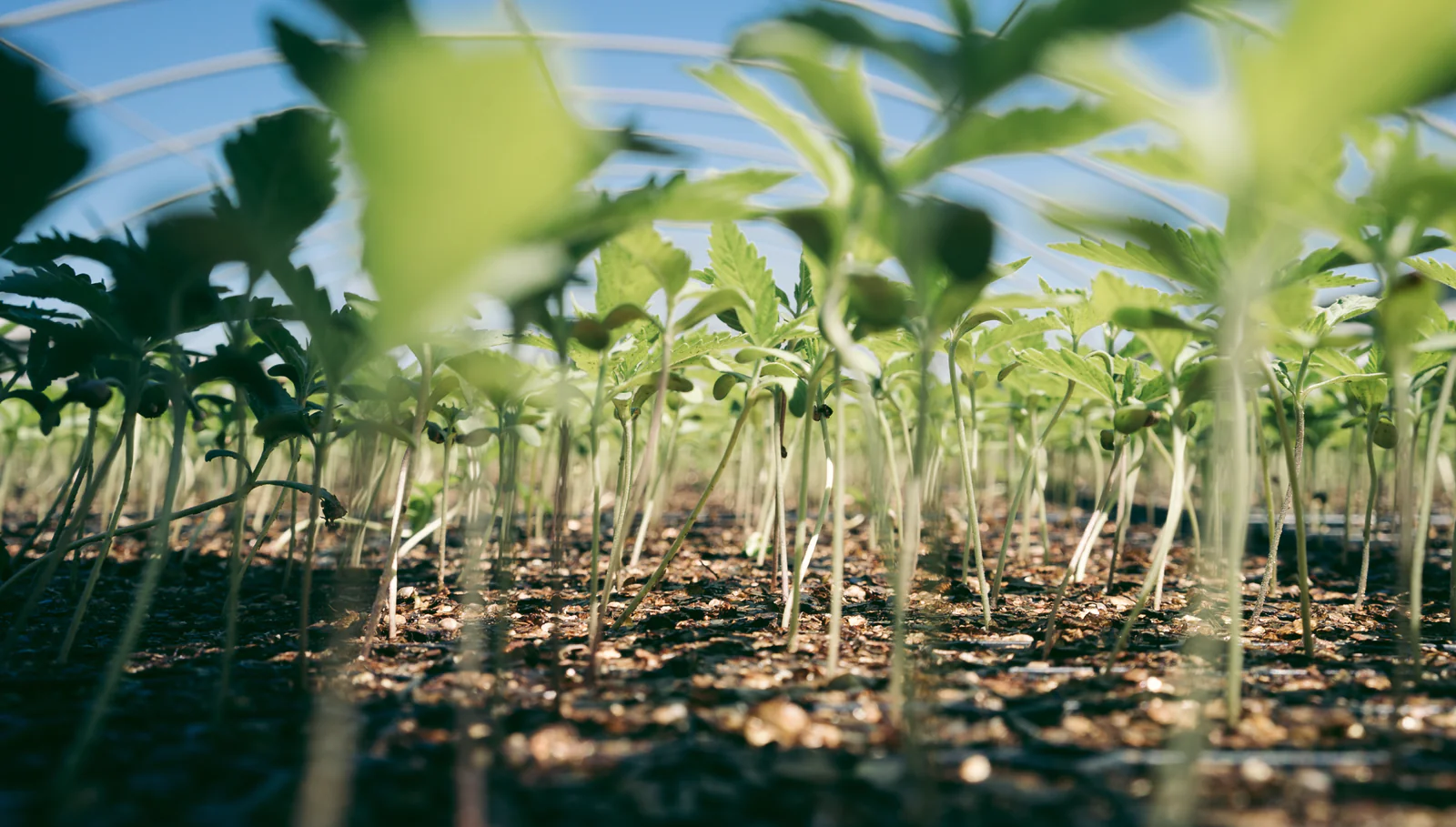 Soil to Oil Phase I: Nursery