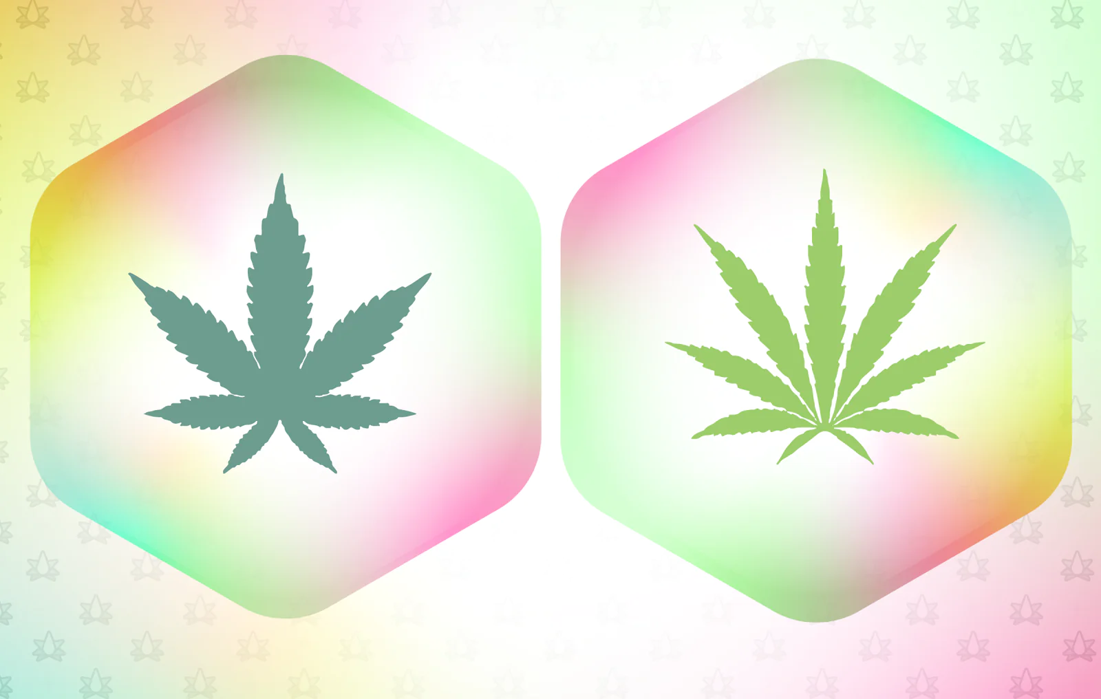 Lost in Translation: Rethinking the Indica and Sativa Classification