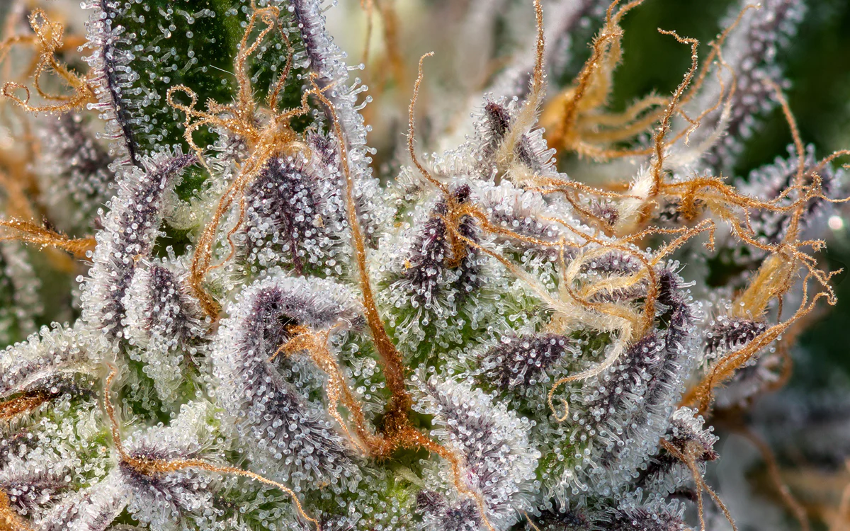 Botanical Terpenes vs. Cannabis-Derived Terpenes: Learn the Differences